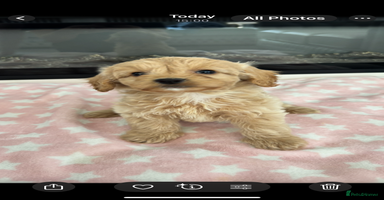 Cockapoo dogs - Advert 9