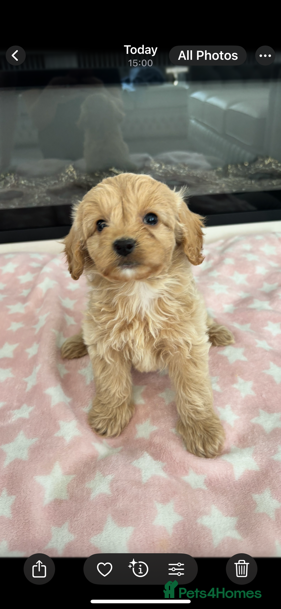 Cockapoo dogs for sale: F1 Cockapoos - Image 7