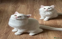 British Longhair cats for sale: Gorgeous British Longhair & Shorthair Kittens - Image 9