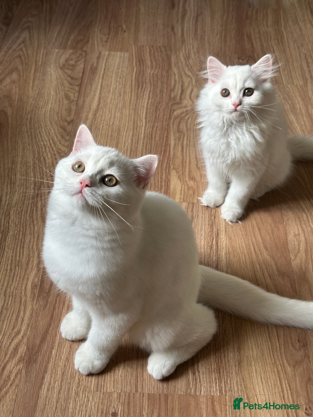 British Longhair cats for sale: Gorgeous British Longhair & Shorthair Kittens - Image 9