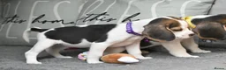 Beagle dogs for sale: Beautiful beagle puppies  - Advert 33