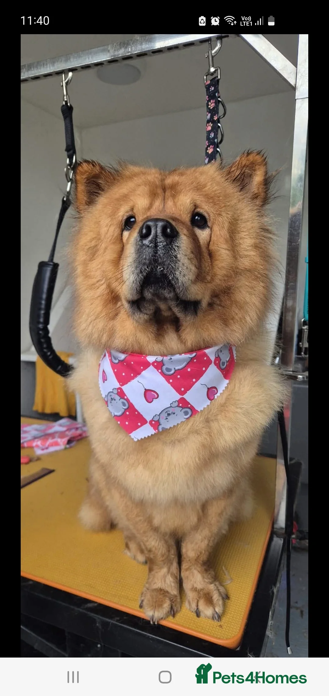 Chow Chow dogs for sale: Chow chow Luna - Advert 1