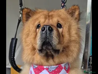 Chow Chow dogs Chow chow Luna - Advert 1