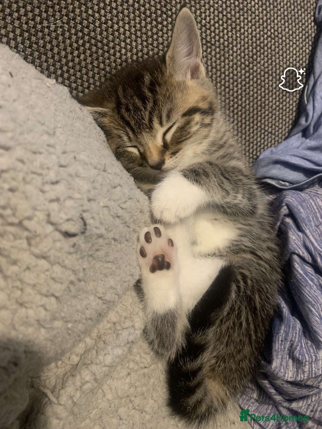 Mixed Breed cats for sale: Beautiful kittens  - Image 13