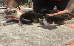 Mixed Breed cats for sale: 5 gorgeous kittens for sale  - Image 6