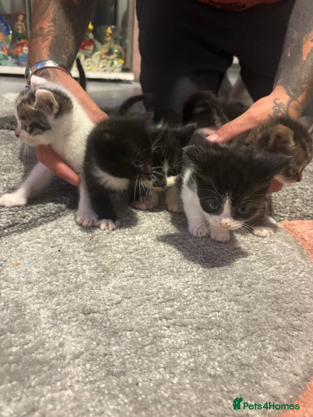 Mixed Breed cats for sale: 5 gorgeous kittens for sale  - Image 6