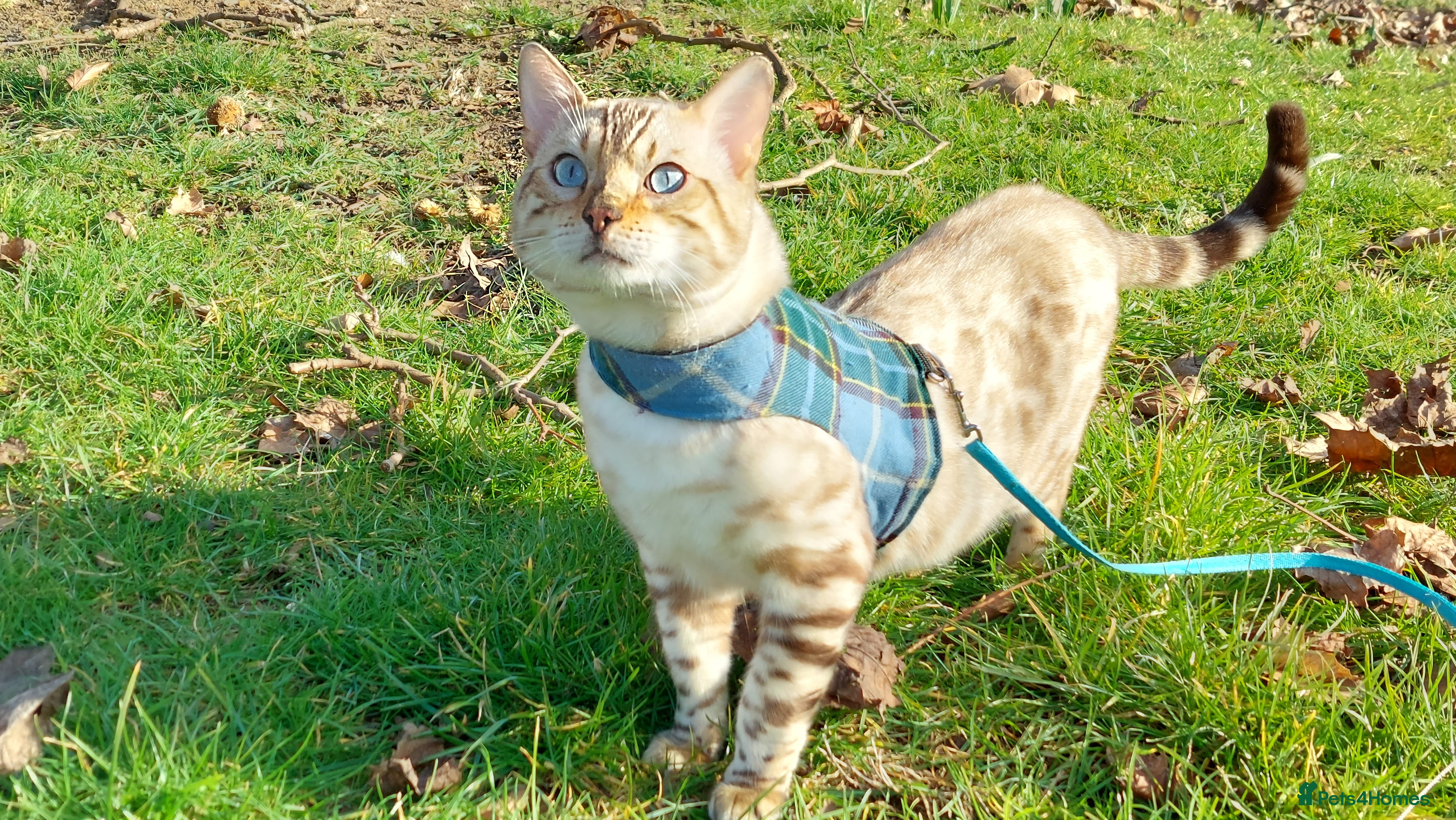 Bengal cats AMAZING SNOW LYNX STUD BENGAL TICA reg  - Advert 1