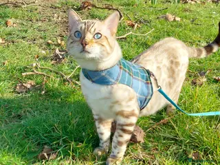 Bengal cats AMAZING SNOW LYNX STUD BENGAL TICA reg - Advert 2