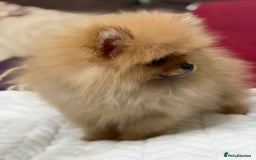 Pomeranian dogs for sale: Fabulous Pomeranian Girl Puppies  - Image 25