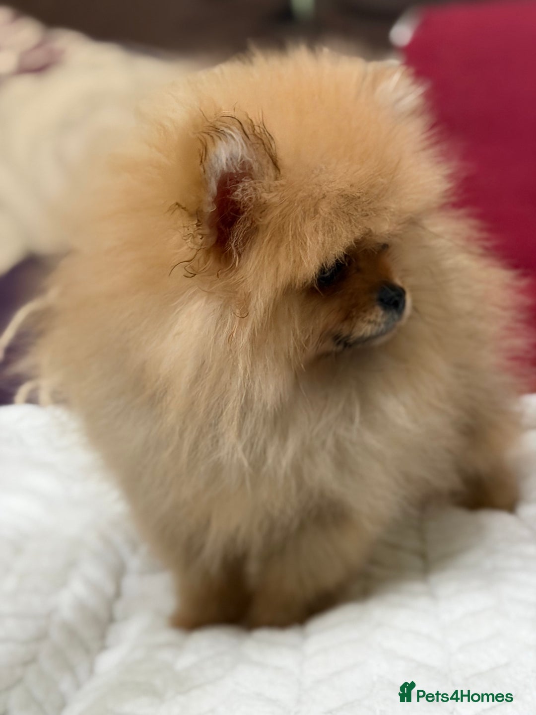 Pomeranian dogs for sale: Fabulous Pomeranian Girl Puppies  - Image 25