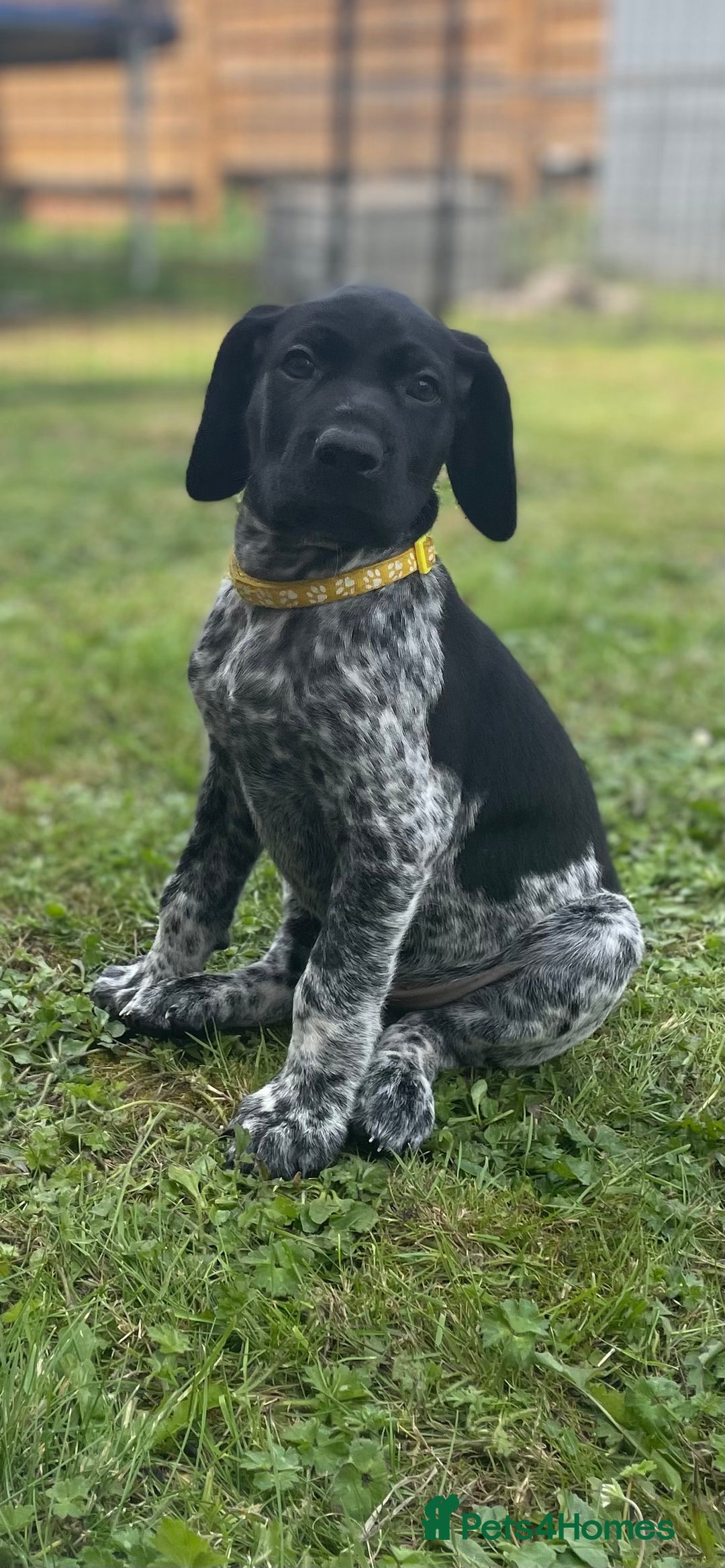 German Shorthaired Pointer dogs for sale: German Shorthaired Pointer Puppies - Image 5