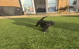 Cavapoo dogs for sale: Our clever little Ricki is ready to leave now!  - Image 26