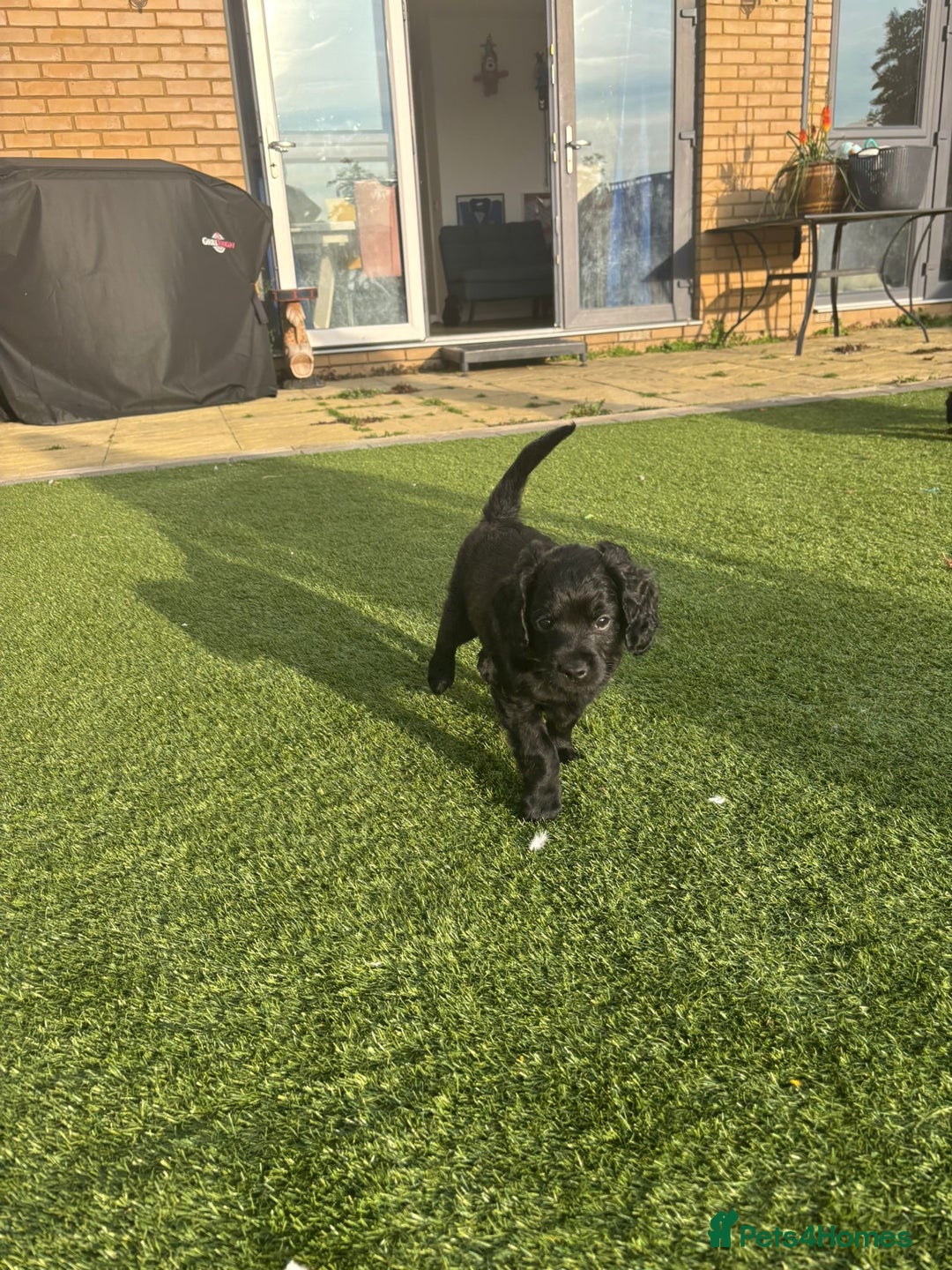 Cavapoo dogs for sale: Our clever little Ricki is ready to leave now!  - Image 26