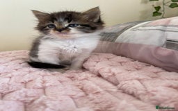 Maine Coon cats for sale: Maine Coon Cross Kittens  - Image 8