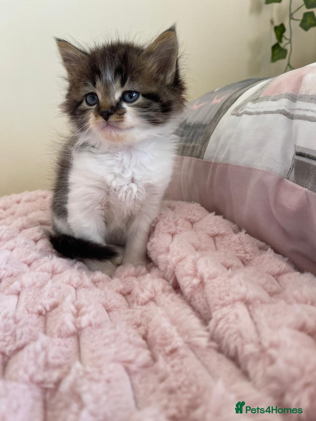 Maine Coon cats for sale: Maine Coon Cross Kittens  - Image 8
