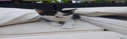 Mixed Breed cats for sale: Black/ Black& White Kittens - Advert 7