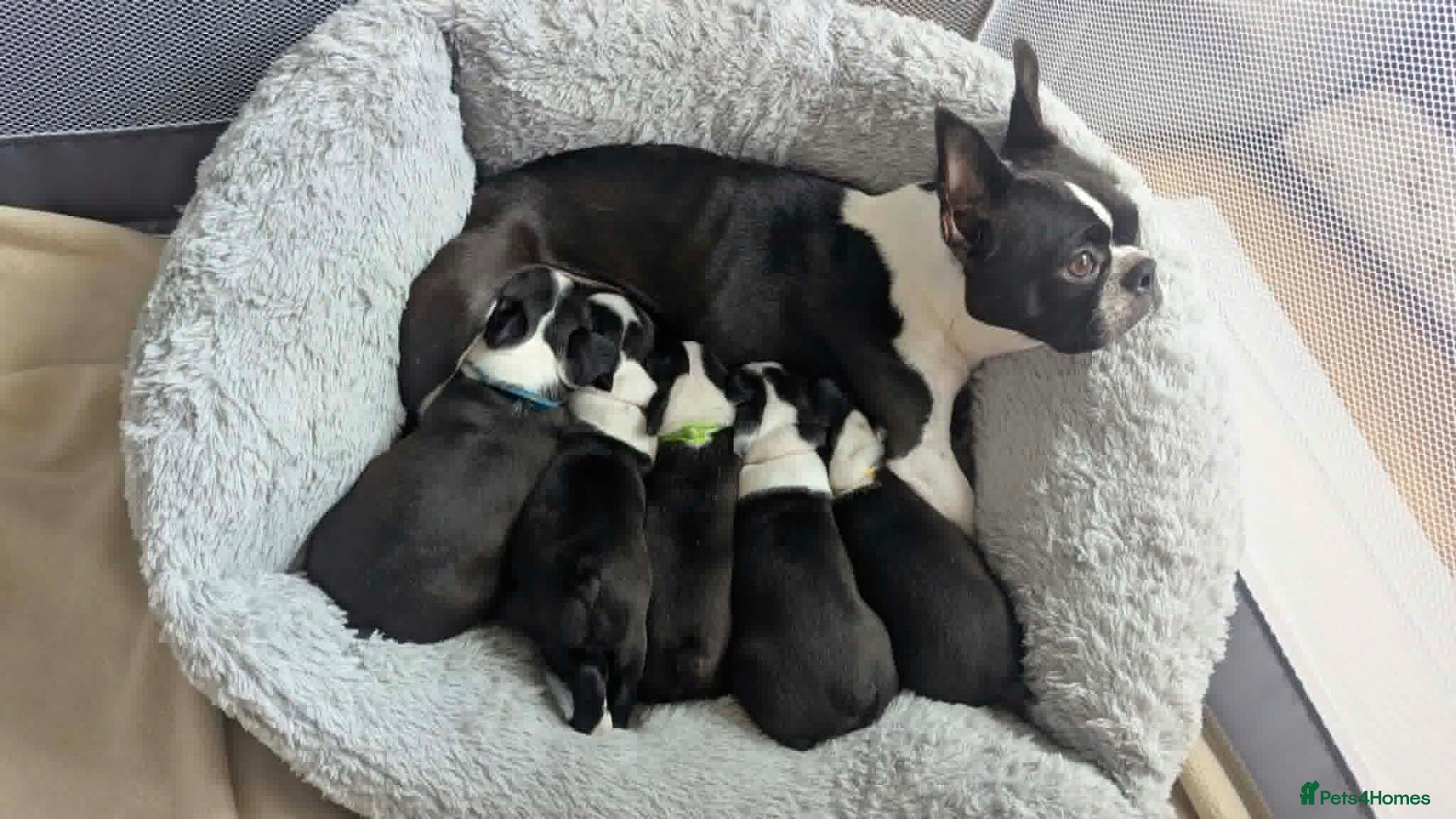 Boston Terrier dogs Beautiful Boston Terrier Puppies For Sale - Advert 9