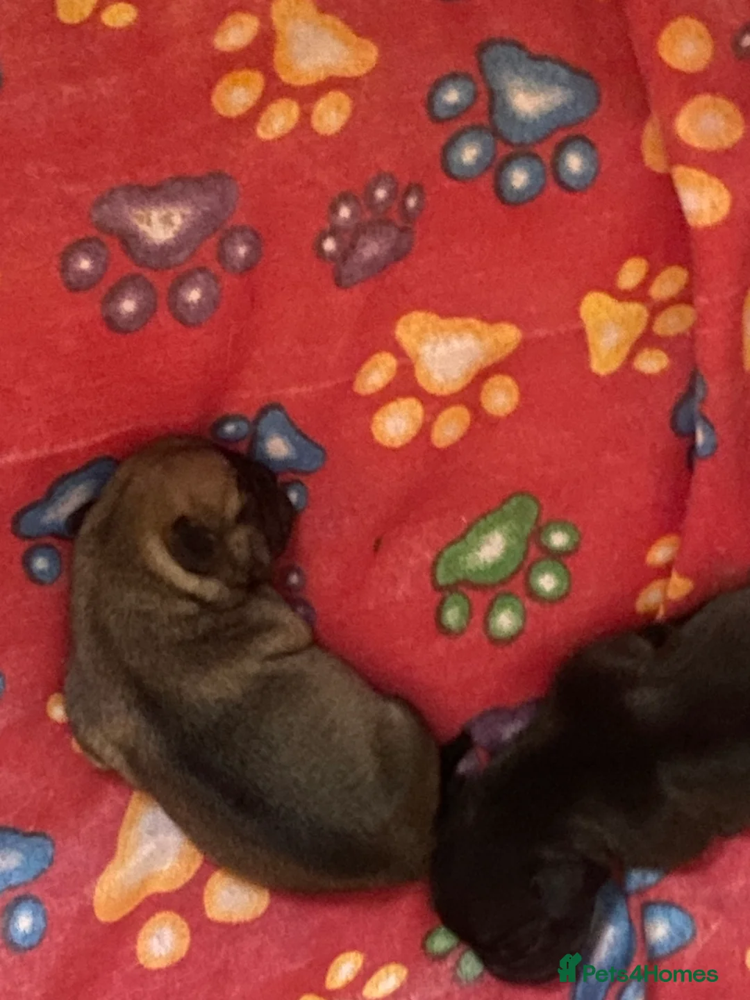 Jug dogs for sale: Jug pups  - Advert 10