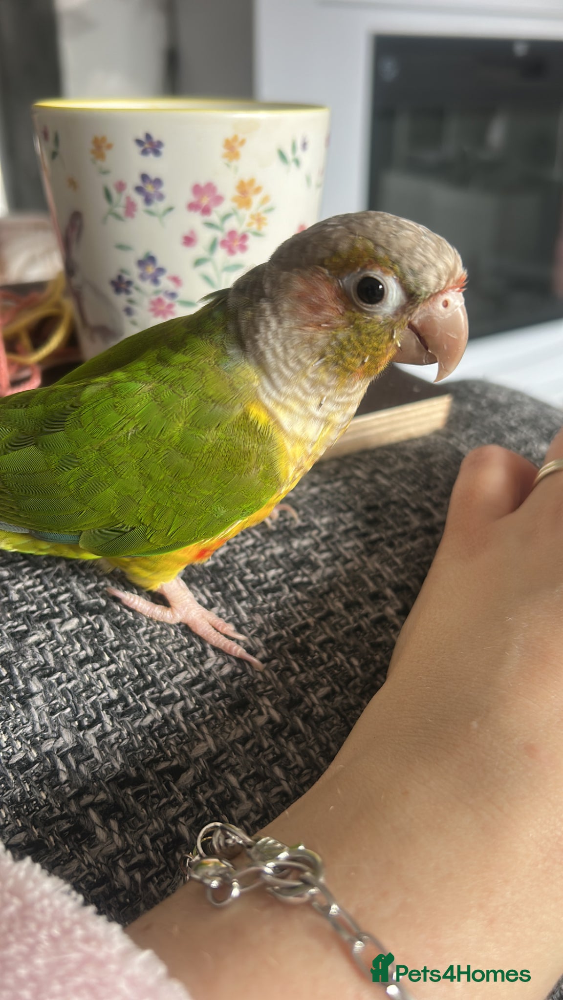 Conures birds Beautiful Pineapple Conure – Hand Tame  - Advert 4