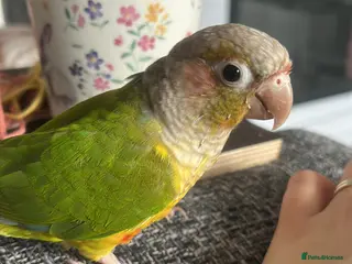Conures birds Beautiful Pineapple Conure – Hand Tame - Advert 4