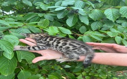 Bengal cats for sale: Tica registered baby Bengal Boys  - Image 11
