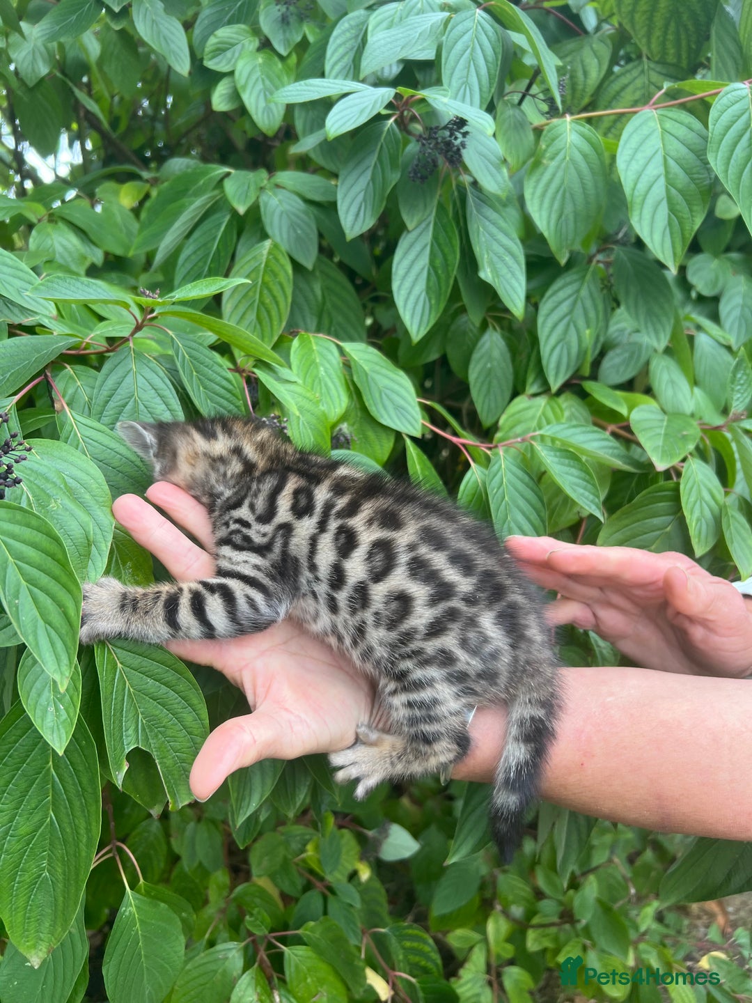 Bengal cats for sale: Tica registered baby Bengal Boys  - Image 11