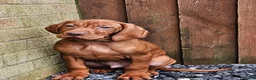 Hungarian Vizsla dogs for sale: 🏆🇭🇺 KC Registered fully trained HungarianVizsla - Advert 4