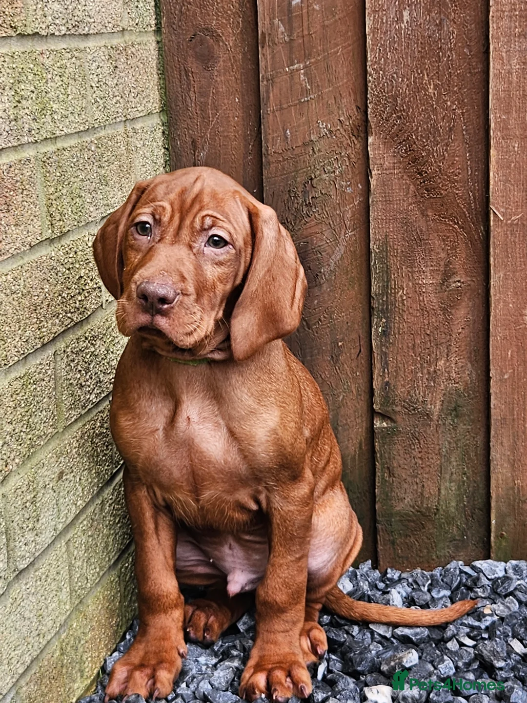 Hungarian Vizsla dogs for sale: 🏆🇭🇺 KC Registered fully trained HungarianVizsla - Advert 4