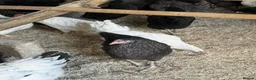 Chickens poultry for sale: Point of lay pullets!  - Advert 2