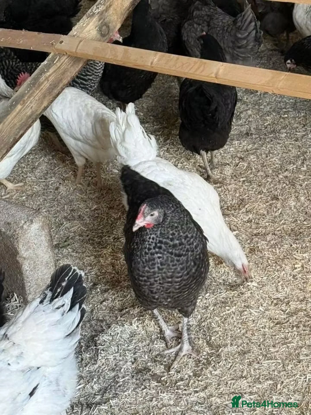 Chickens poultry for sale: Point of lay pullets!  - Advert 2