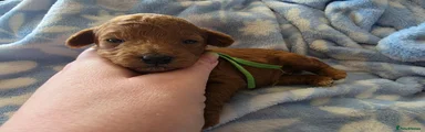 Green Collar boy