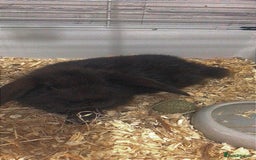 Mixed Breed rabbits for sale: 2 male rabbits  - Image 6