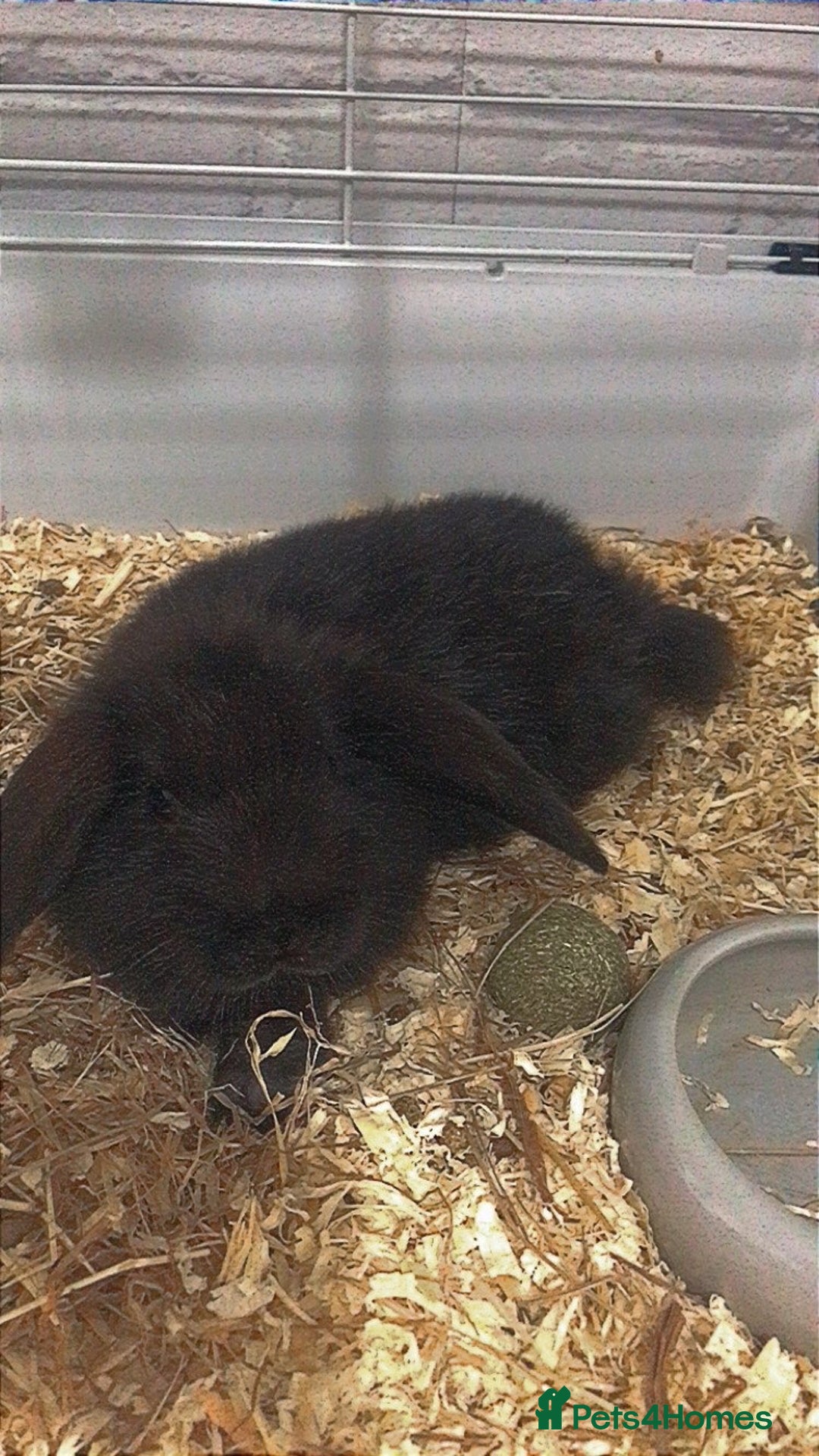 Mixed Breed rabbits for sale: 2 male rabbits  - Image 6