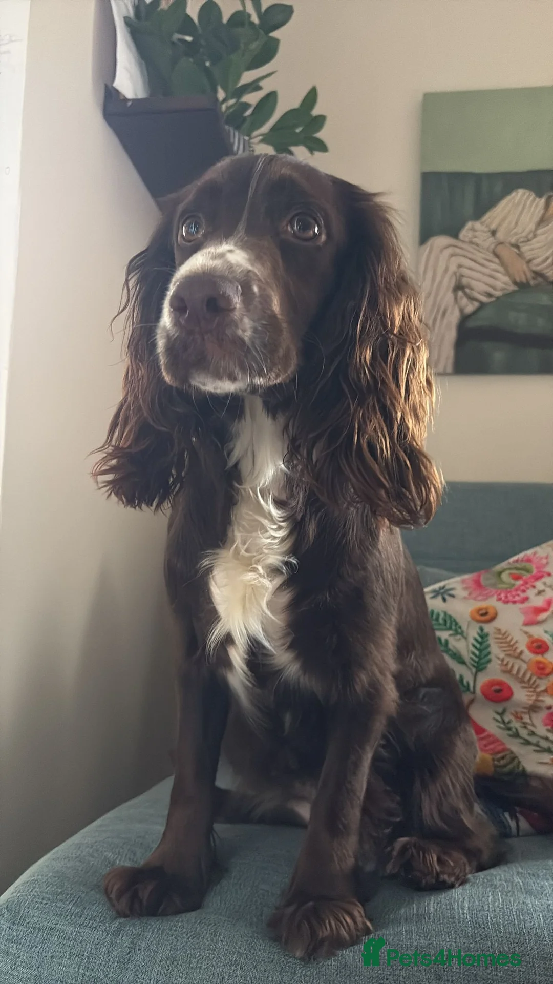 Cocker Spaniel dogs for sale: "Coco" Cocker Spaniel  - Advert 1