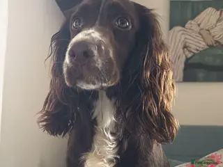 Cocker Spaniel dogs "Coco" Cocker Spaniel - Advert 2