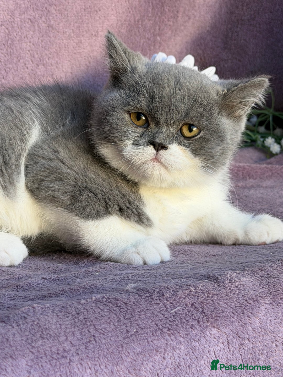 British Shorthair cats for sale: BSH adorable red tabby/ chocolate/ bicolour  - Image 15