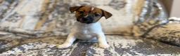 Jack Russell dogs for sale: Jack Russel puppies in Manchester - Advert 27