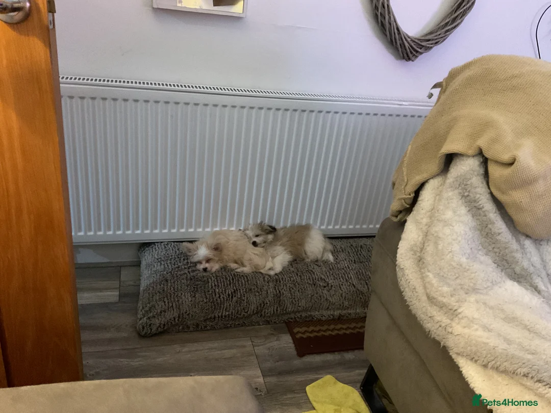 Mixed Breed dogs for sale: Malti-Pom Puppies - £1200 - 3 Left - Advert 7