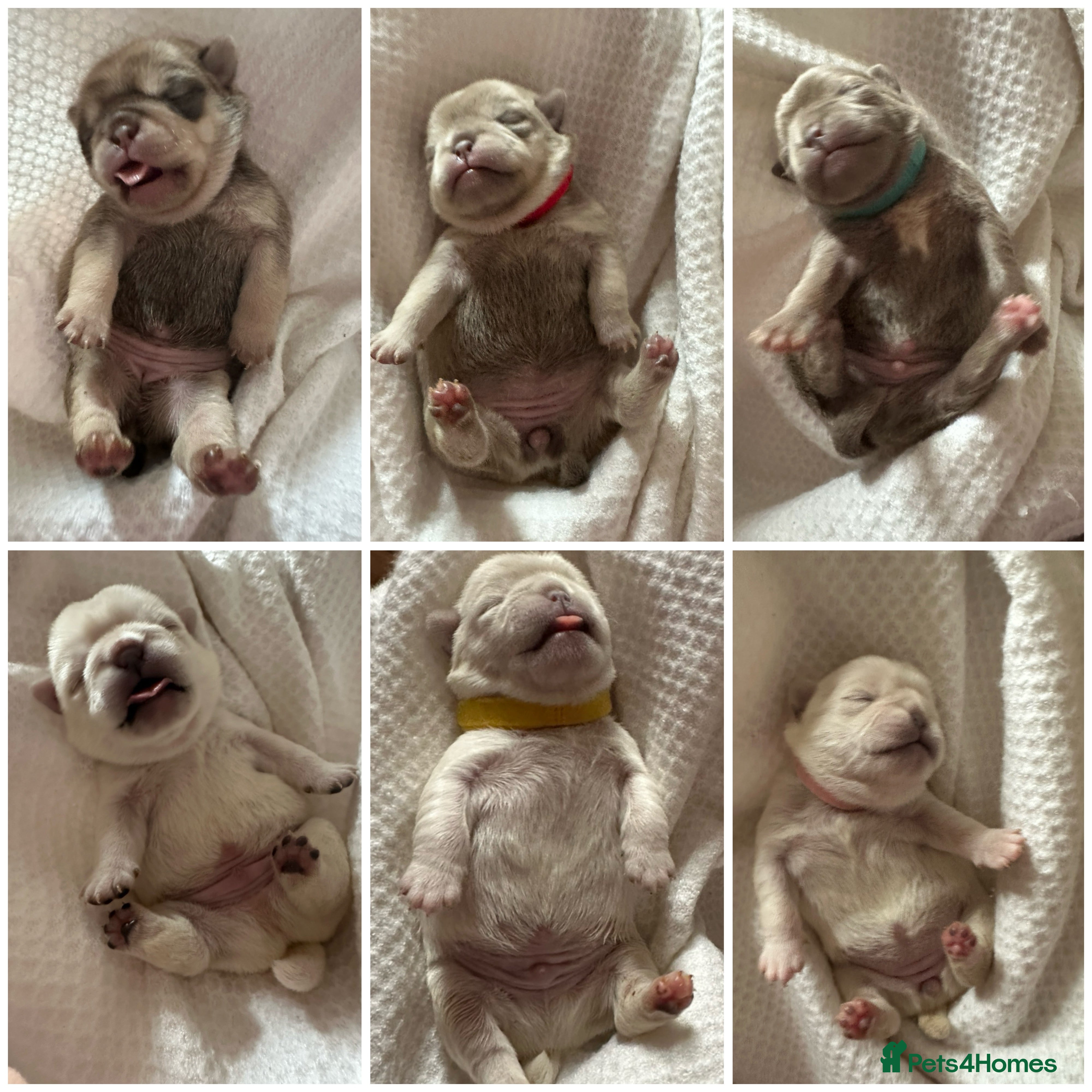 Pug dogs 6 stunning pug puppies for sale in Derby - Advert 3