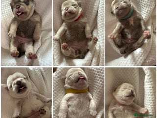 Pug dogs 6 stunning pug puppies for sale in Derby - Advert 3