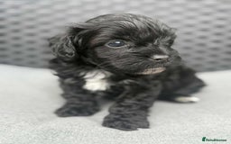 Yorkshire Terrier dogs for sale: Yorkies  - Image 27