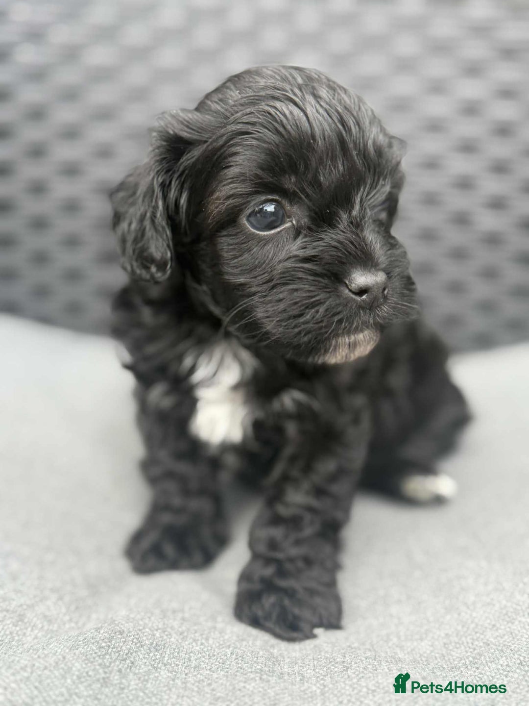 Yorkshire Terrier dogs for sale: Yorkies  - Image 27