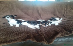 Jack Russell dogs for sale: Jack Russell pups  - Advert 5