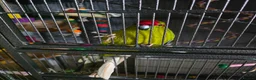 Lorikeets birds for sale: 2 bonded kakarikis - Advert 12