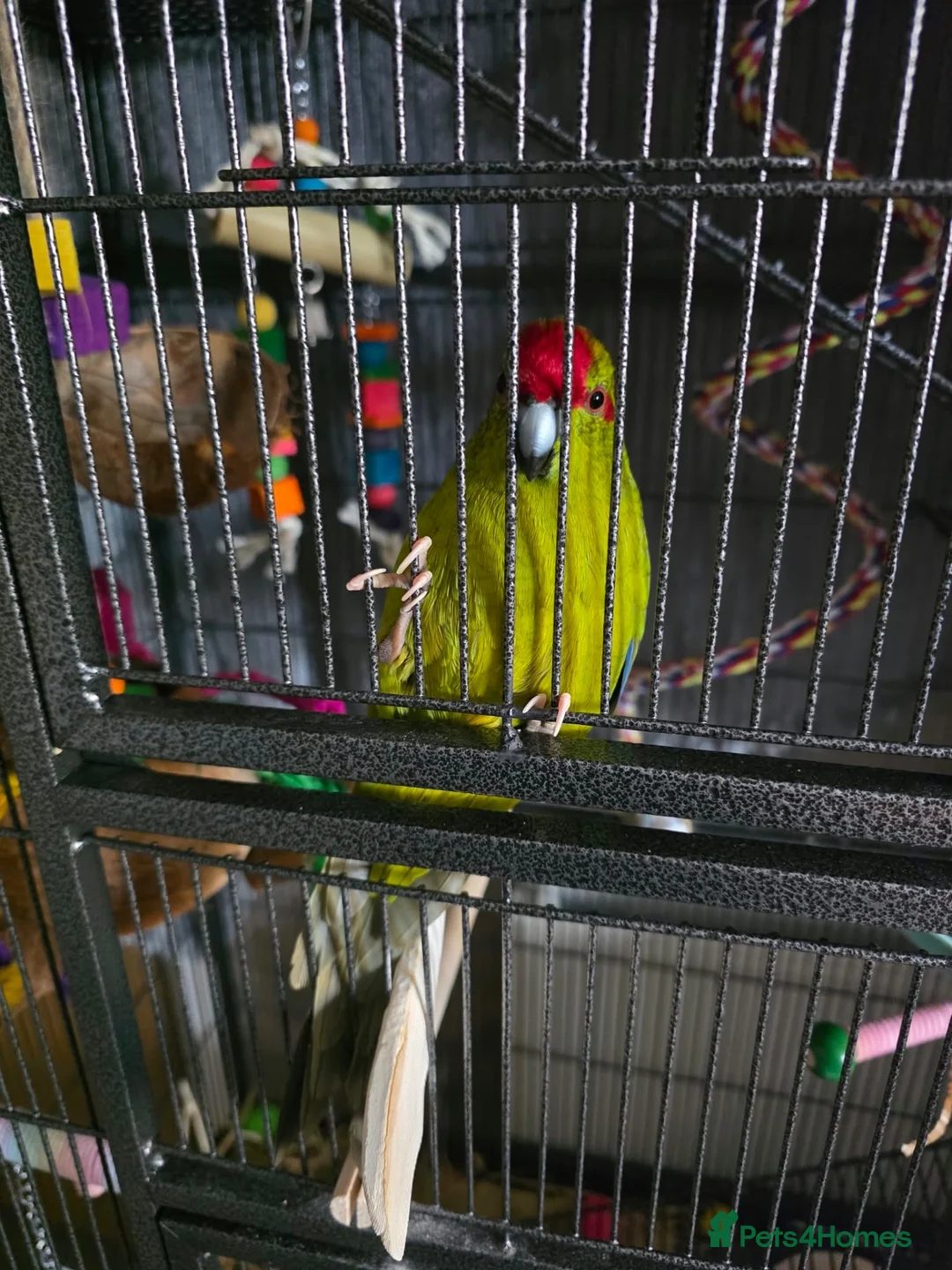 Lorikeets birds for sale: 2 bonded kakarikis - Advert 12