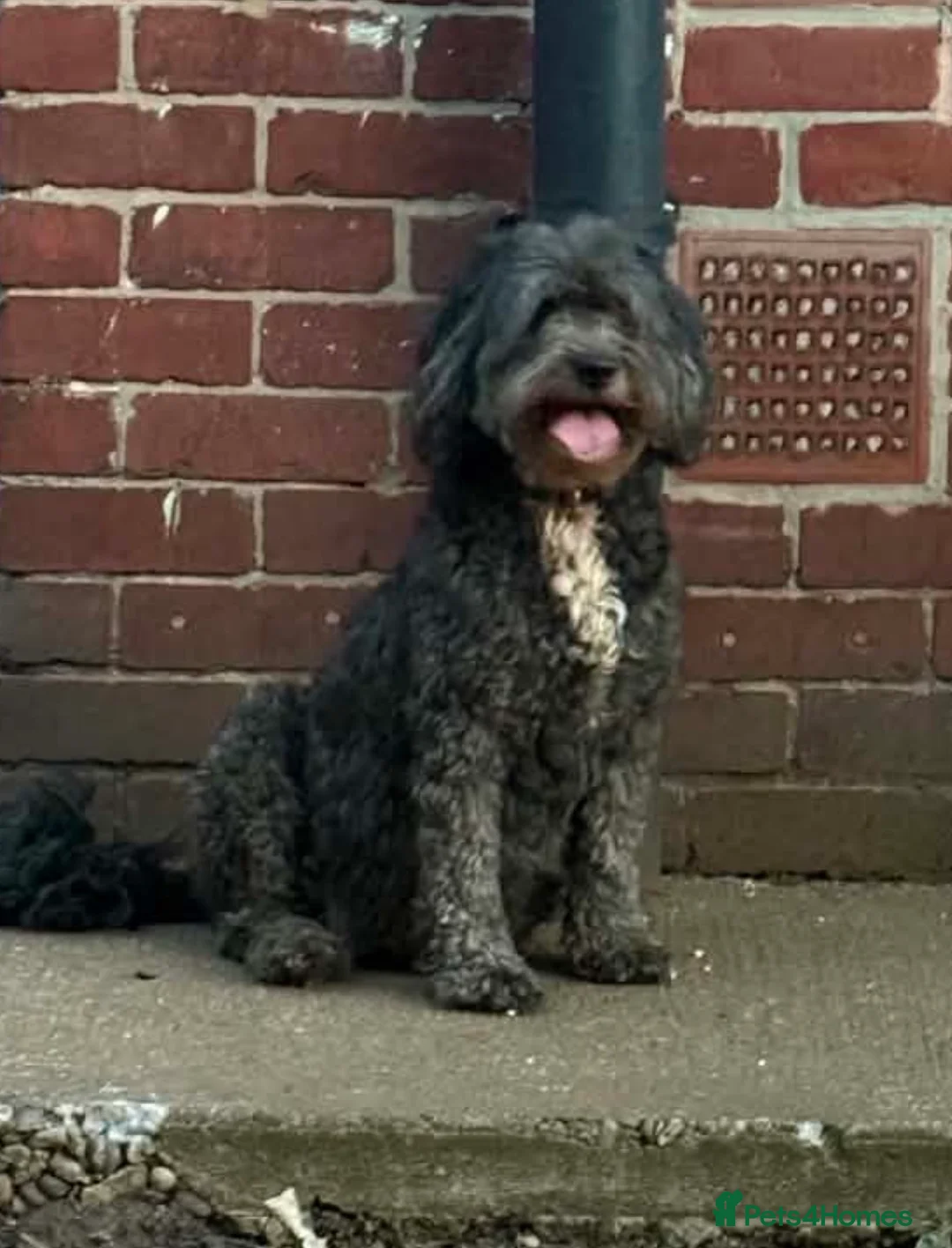 Sheepadoodle dogs for sale: Sheepadoodle  - Advert 1