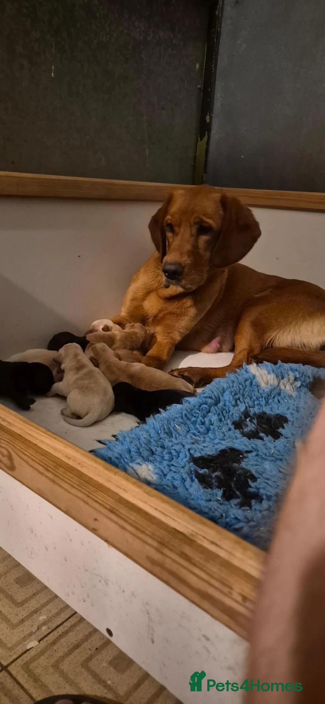 Springador dogs for sale: Springador puppies in Sandringham - Advert 9