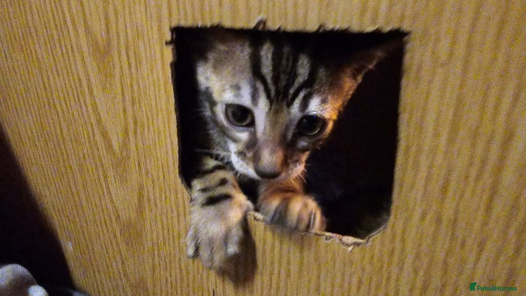 Bengal cats for sale: Breeding quality pedigree bengal boy & girl - Image 4