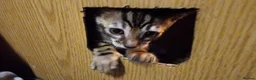 Bengal cats for sale: Guaranteed to be Cuddly *Breed quality*  - Advert 8