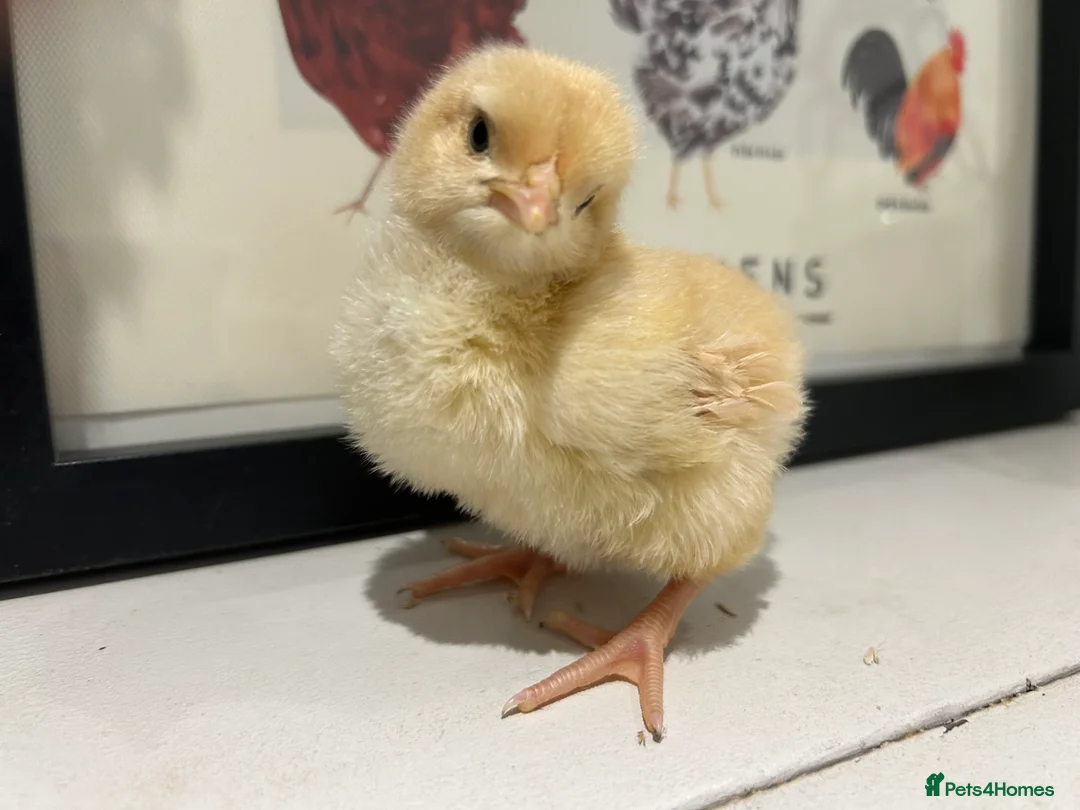 Mixed Breed poultry for sale: Day old Mixed breed & buff Orpington chicks 15/3  - Advert 1